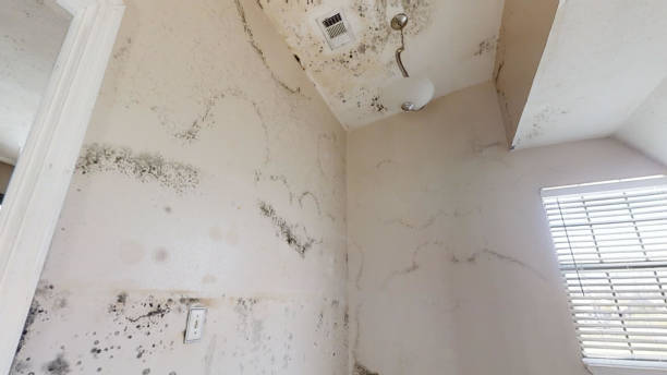 Best Dehumidification Services  in Flanders, NY