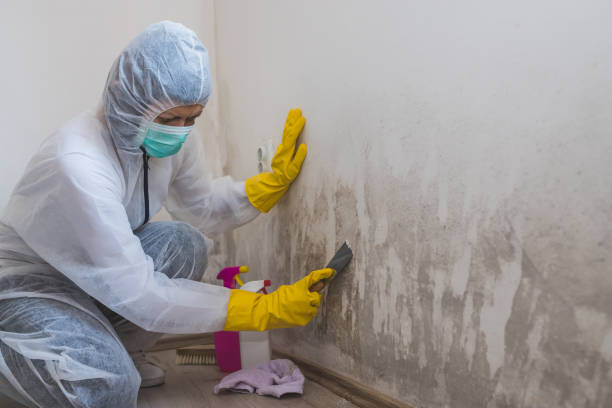 Best Black Mold Removal  in Flanders, NY