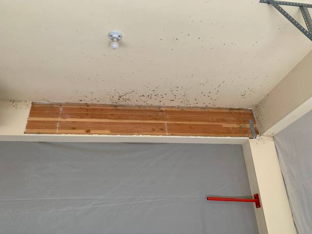 Best Mold Damage Restoration  in Flanders, NY