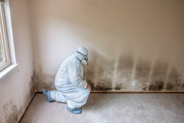 Best Biohazard Mold Removal  in Flanders, NY