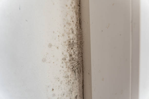  Flanders, NY Mold Removal Pros