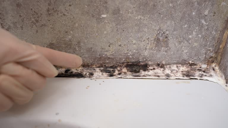 Biohazard Mold Removal in Flanders, NY